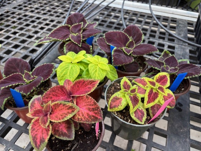 Coleus