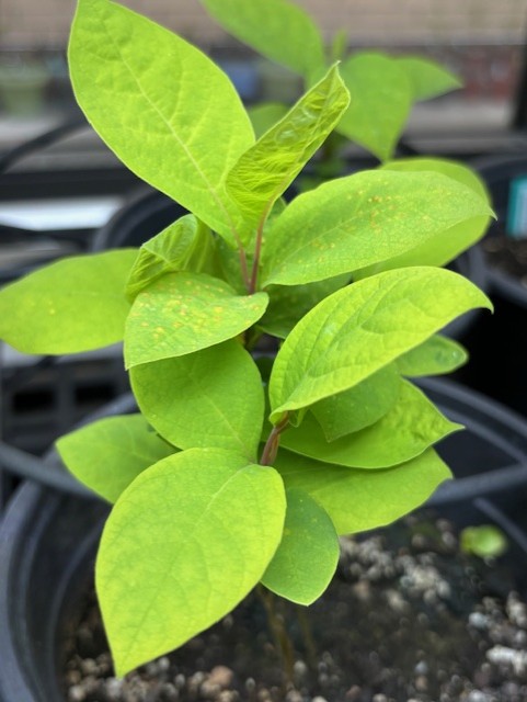 Spicebush seedling