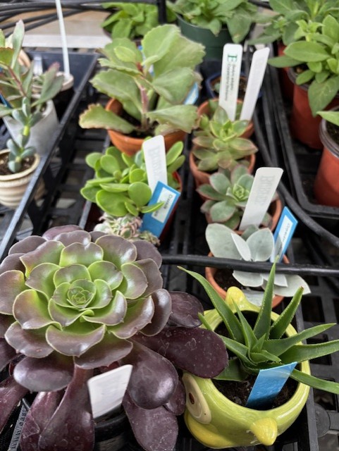 Succulents