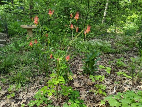 Eastern Columbine