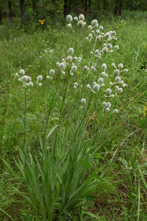 Rattlesnake Master