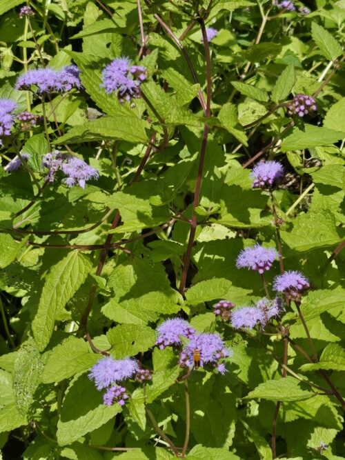 Mistflower