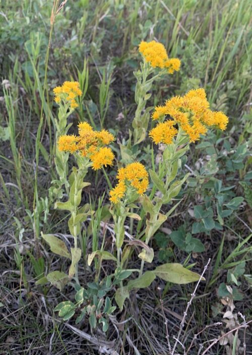 Stiff Goldenrod