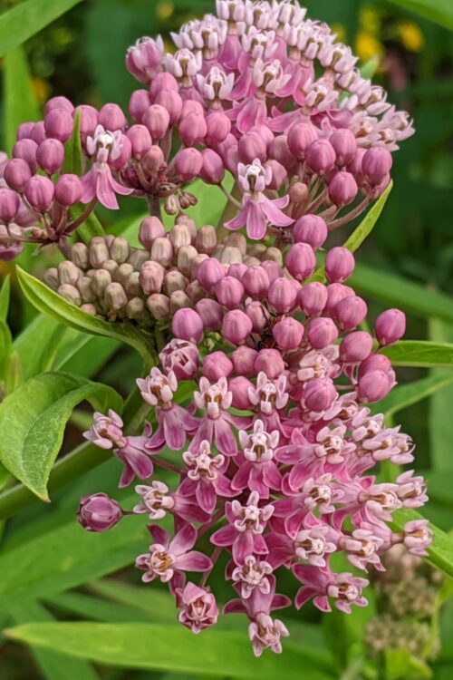 Swamp MIlkweed
