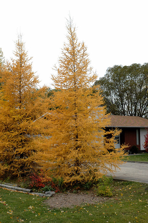 Larch