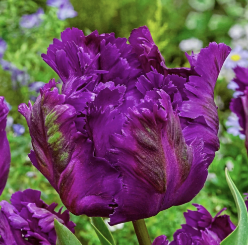 Parrot Tulip "Negrita Parrot"